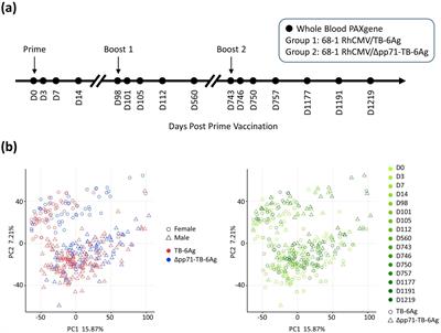 Functional genomic analysis of the 68-1 RhCMV-Mycobacteria tuberculosis vaccine reveals an IL-15 response signature that is conserved with vector attenuation